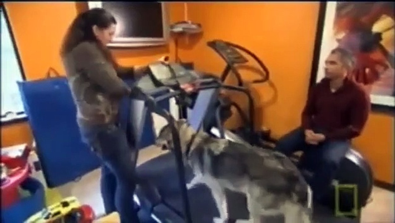 Dog Whisperer with Cesar Millan - Se4 - Ep18 HD Watch