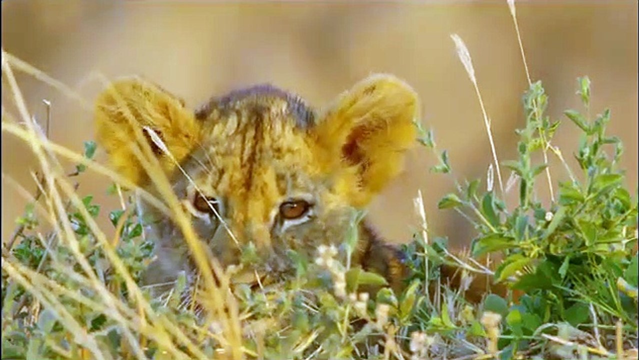 Africa's Hunters - Se2 - Ep02 - Brothers in Arms HD Watch