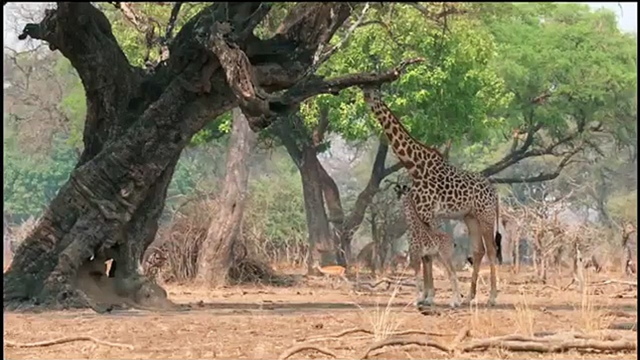 Africa's Hunters - Se3 - Ep01 - Kimba's Rise HD Watch