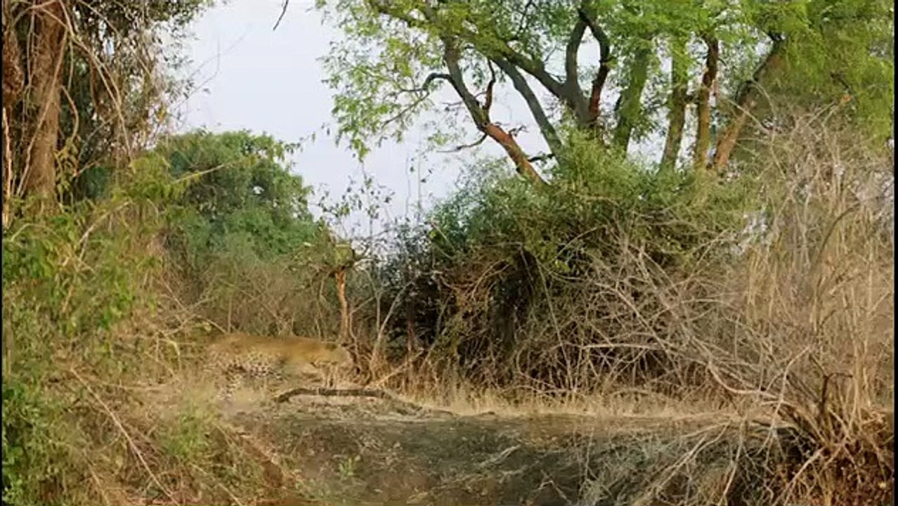 Africa's Hunters - Se3 - Ep02 - Prides and Prejudice HD Watch