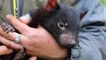 Tasmanian devil joeys born at sanctuary in Australia pass health checks with flying colours