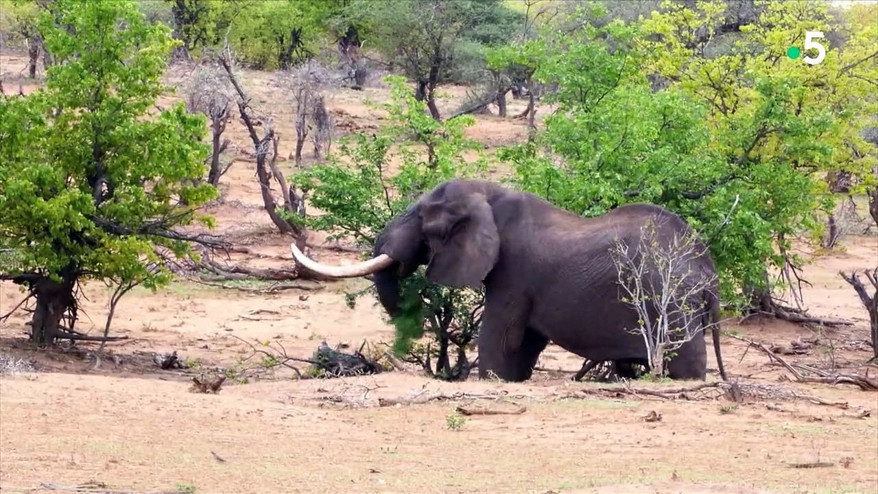 Mémoires d'éléphant