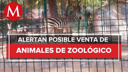 Animales desaparecen del Zoológico de Chilpancingo