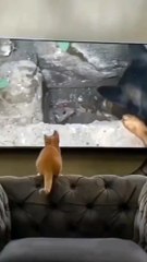 Funny Cat and Dog Bloopers: A Laughing Riot"