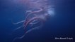 Japon : un calamar géant filmé en pleine mer