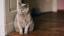 Katze zu dick: So erkennt und bekämpft ihr das Übergewicht