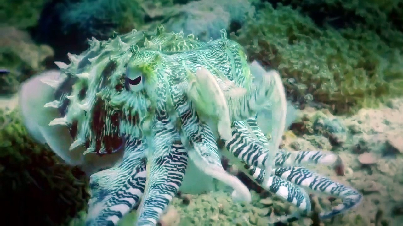 Arabian Seas - Se1 - Ep02 - Magicians of the Reef HD Watch