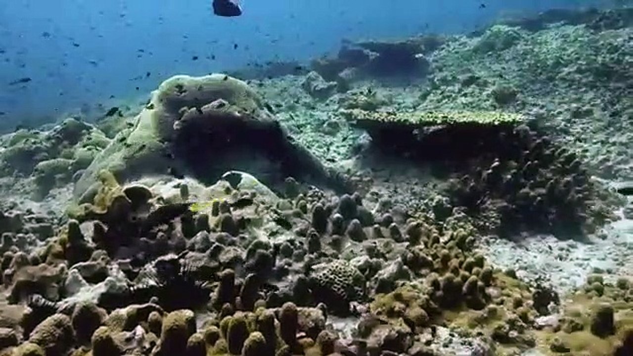 Arabian Seas - Se1 - Ep04 - Defenders of the Reef HD Watch