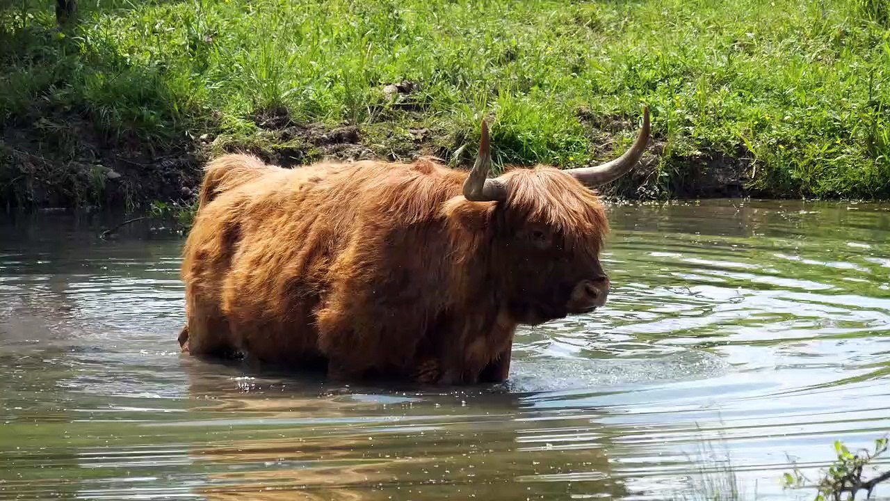 Highland