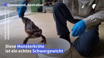 Riesige Giftkröte in Australien gefunden