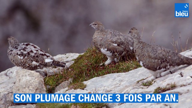La perdrix des neiges dans la Réserve naturelle nationale des Hauts-Plateaux du Vercors