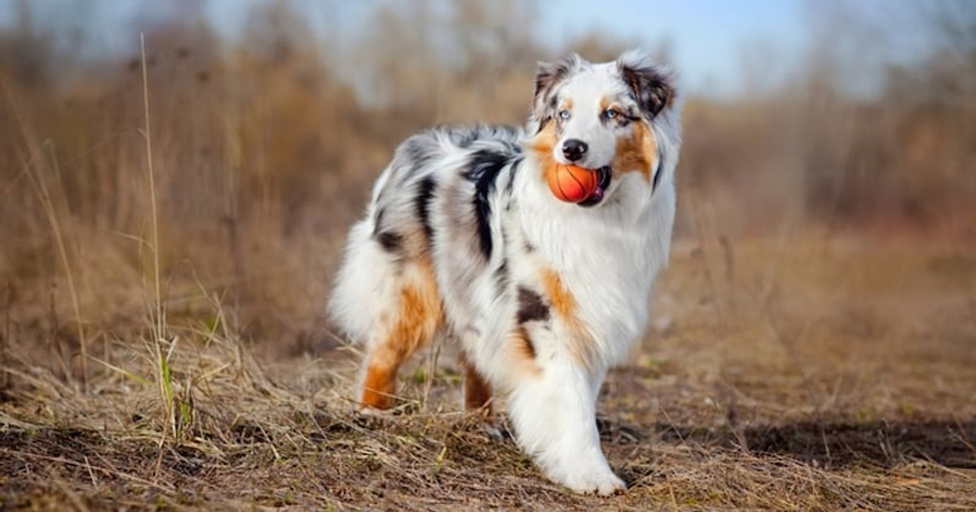 Le berger australien conserve sa première place de chien préféré des Français en 2022