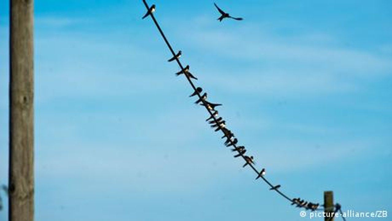 Why don't birds get electrocuted by powerlines?