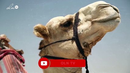 -قوم ثمود العمالقة، ولغز قريتهم المجهولة_ برنامج غموض