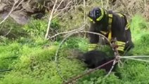 Crotone, Vigili del Fuoco salvano un cane scivolato in dirupo (20.01.23)