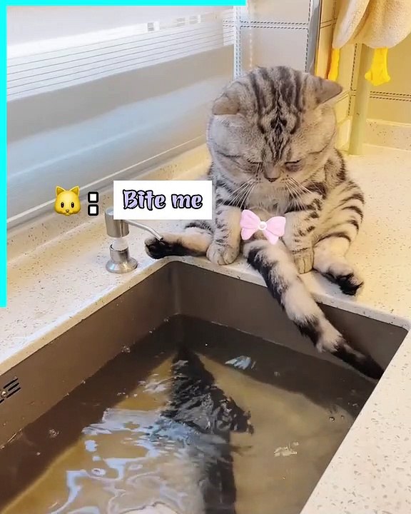 Naughty cat with an expressionless face video Dailymotion