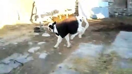 Playfulness of the baby cow