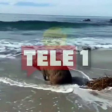 Yaban domuzunun sahil keyfi sosyal medyada gündem oldu