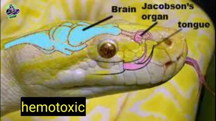 Top_10_रहस्य_एक_ऐसा_जीव_जो_कभी_मर_नहीं_सकता__Top_10_Facts_#Facts_#Factinhindi_#Rahasya(360p)