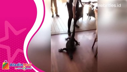 Keren dan Pemberani, Perempuan Ini Seret Keluar Kadal Raksasa