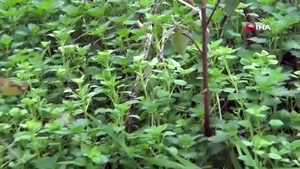 Termometreler 21 dereceyi gösterdi! O ilimizde ağaçlar çiçek açtı