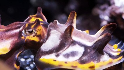 Unique Behaviors Are The Standard For These Very Intelligent Cephalopods