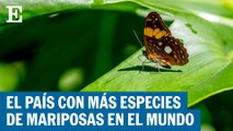 Colombia, el país con más especies de mariposas en el mundo