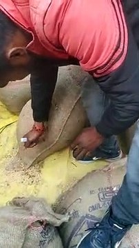 Sand filled in sacks with paddy sent to warehouse for storage