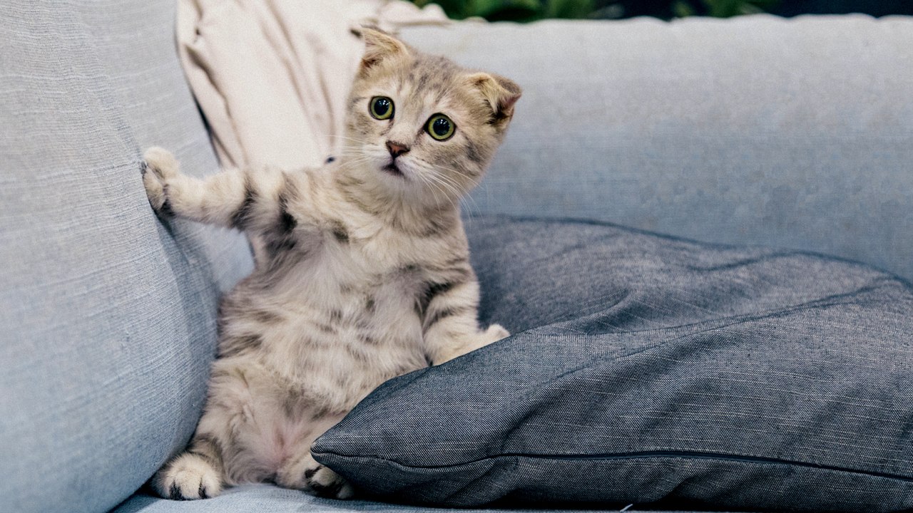 Comment rendre votre logement « cat-friendly » ? (pour que votre chat arrête enfin de massacrer le canapé)