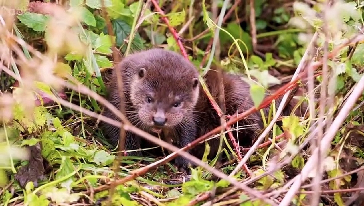 Winterwatch 2023 episode 4