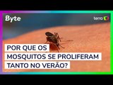 Por que os mosquitos se proliferam tanto no verão?