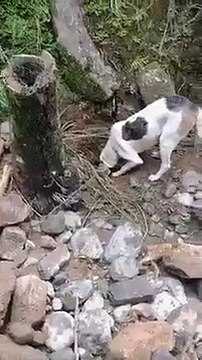 Cachorra mostra para bombeiros onde dono estava soterrado; veja vídeo