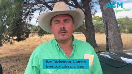 Strathalbyn saleyards | January 20, 2023 | Stock Journal