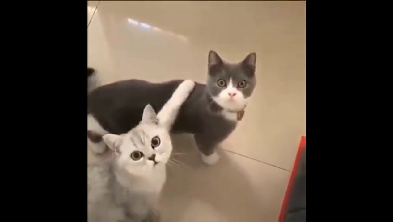 CAT Funny Part 3