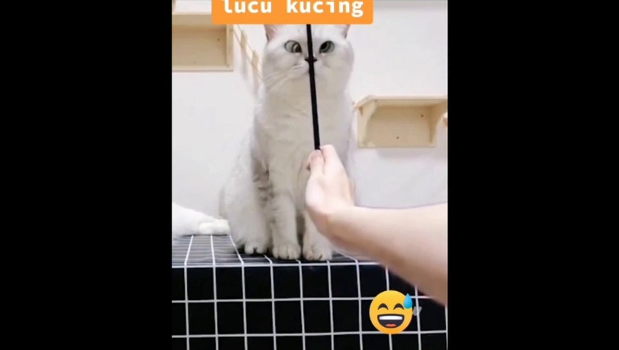 CAT FUNNY PART 4