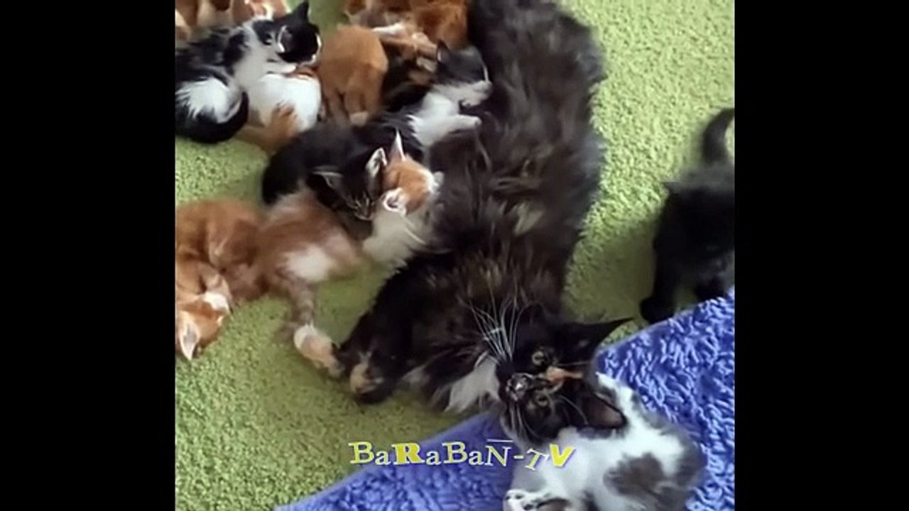  Little angels with tails!  A compilation of funny kittens for a good mood! 