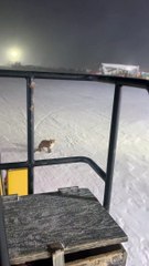 Chilly Fox Refuses To Move For Snow Plow