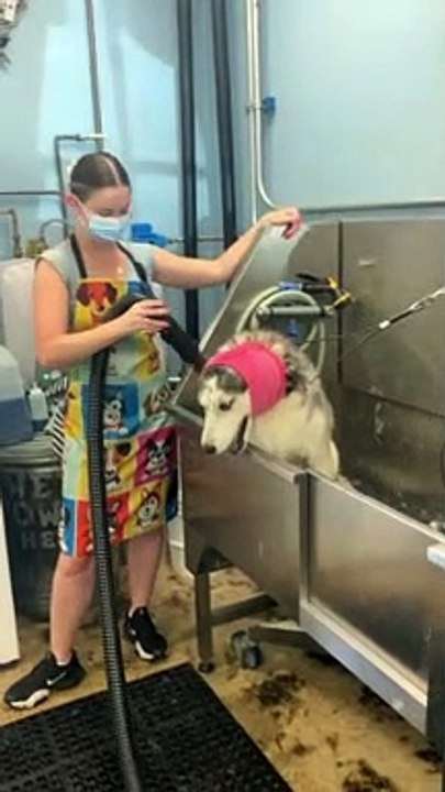 Dramatic Doggo Can't Keep Quiet About Her Spa Day