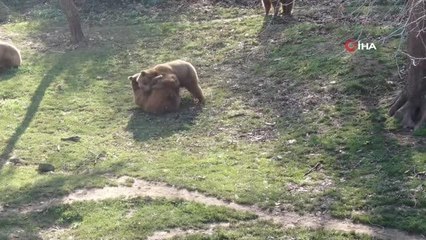 Güzel havayı gören ayılar güreşe tutuştu