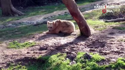 Скачать видео: Güzel havayı gören ayılar güreş tuttu