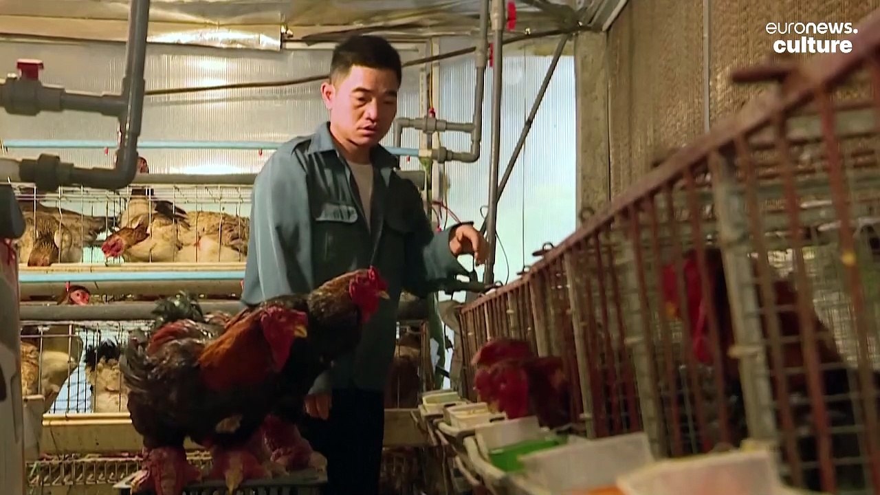 Would you eat the giant legs of this luxury Vietnamese dragon chicken?