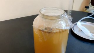 APPLE WINE part 2 / Apple Wine Without Yeast  / Home Made Apple Wine Easy Recipe