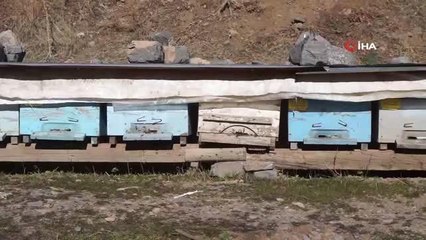 Küresel ısınma arıları da etkiledi