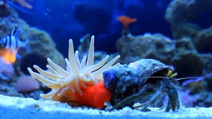 HEWAN LAUT KARANG DAN MUSIK NO COPYRIGHT