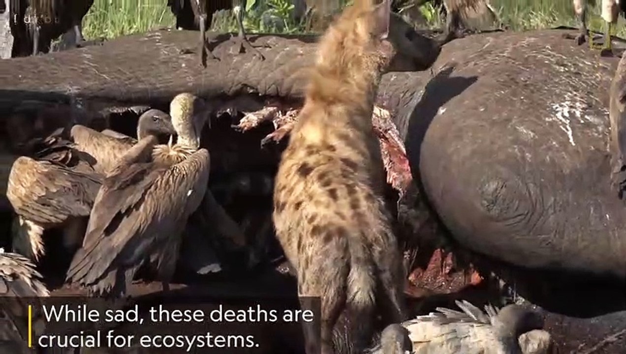 Here's What Happens After an Elephant Dies