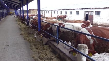 AFYONKARAHİSAR - Babasının izinden giden ziraat mühendisi, devlet desteğiyle hayvan yetiştiriciliği yapıyor