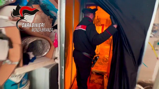 Scoperta in Brianza serra con 3mila piante di marijuana e pusher armati