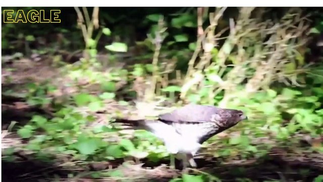 Eagle hunting / how eagle hunts squirrels
