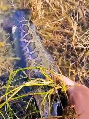 catfish_ how to catch catfish_ catfishing_ How to catfish_ snakehead fishing videos