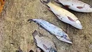 ఐదు రకాల చేపలు ఏ విధంగా ఉన్నాయో చూడండి _ రుచిగల చేపల పేర్లు తెలుగులో _ Top 5 Fishs Names in telugu